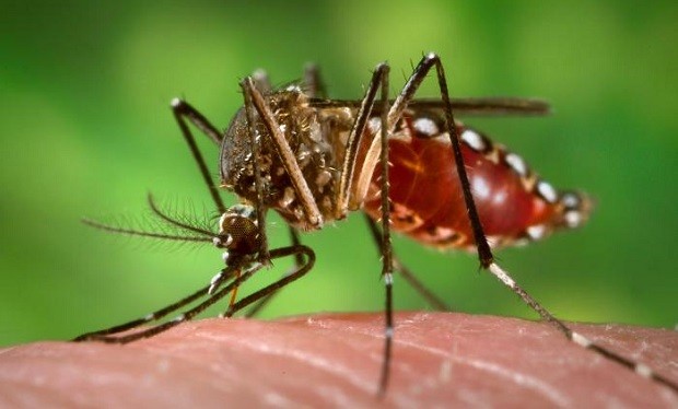 Northern California County Reports First Case of Zika Virus