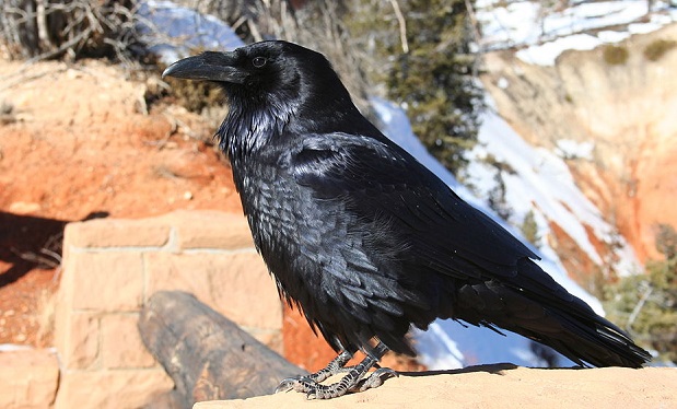 Bryce_Canyon_Raven