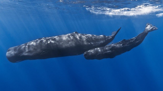 Mother_and_baby_sperm_whale