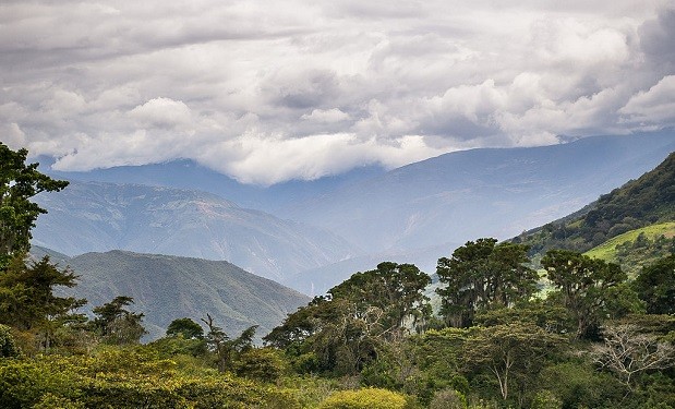 venezuela mountains coffee farm