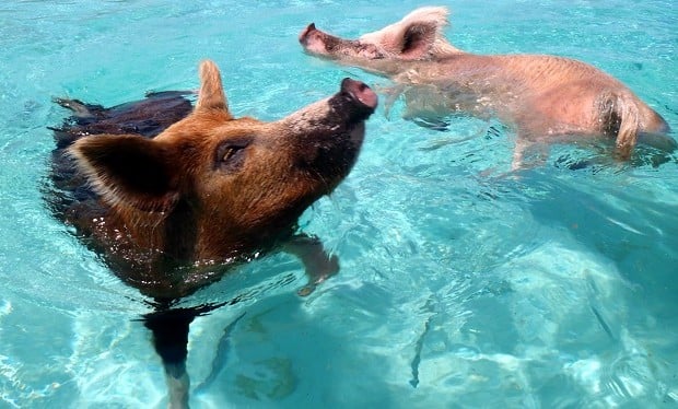 By cdorobek (Flickr: 08.2012 Vorobek Bahamas - swimming pigs) [CC BY 2.0], via Wikimedia Commons