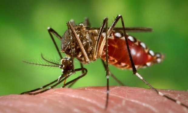 Aedes_aegypti_during_blood_meal