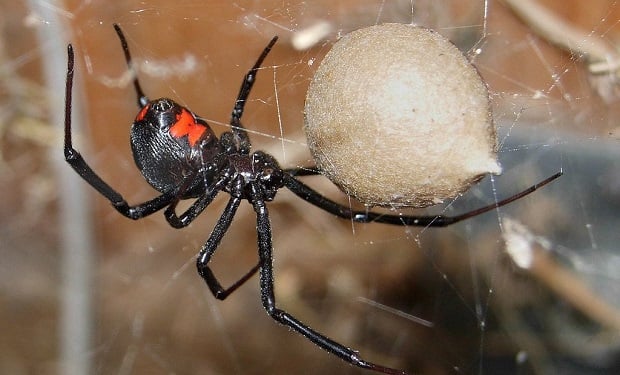 Black_Widow_Spider