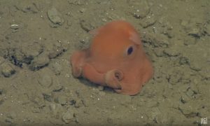 The Cutest Sea Creature Ever: Meet Octopus, Opisthoteuthis Adorabilis