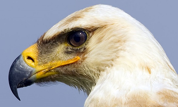 Eagle natural hunter