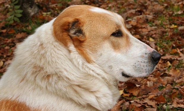 Central Asian Shepard Dog