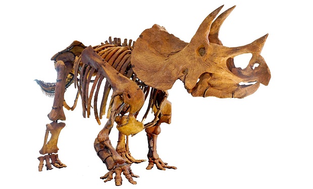 Triceratops dinosaur