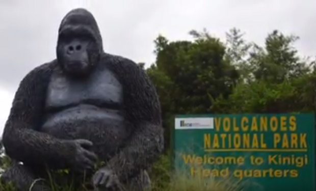 Gorilla Doctors video