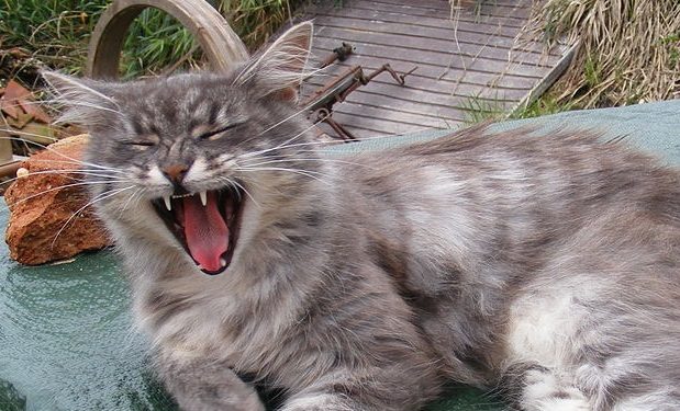 Yawning_Norwegian_Forest_Cat