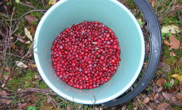 Cranberries_in_a_bucket