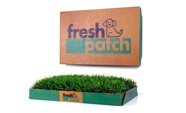 Shark tank hot sale dog grass