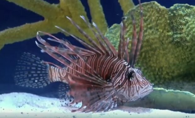 lionfish webkinz