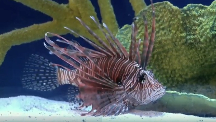 traditional-fisheries-what-happened-to-lionfish-co-after-shark-tank