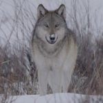 WOLF in Yellowstone, 60 Minutes, CBS