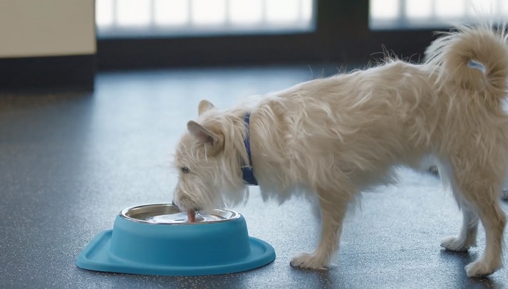 Where To Get PetComfort Dog Bowls In 